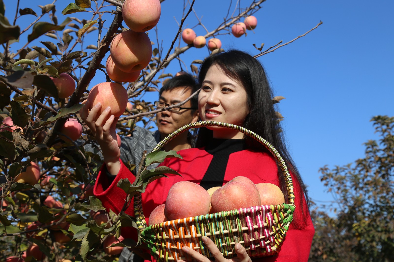 咸阳苹果树新闻咸阳新闻网第一眼