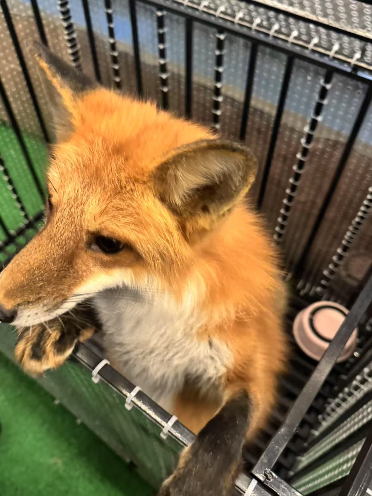 小狐狸超进化手机版(小狐狸191apk)-第1张图片-QuickQ官网