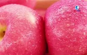 苹果版生肖(生肖派对苹果版下载)-第2张图片-QuickQ官网 苹果版生肖(生肖派对苹果版下载)-第2张图片-QuickQ官网