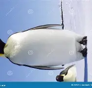 企鹅苹果版(企鹅下载安装苹果)-第5张图片-QuickQ官网 企鹅苹果版(企鹅下载安装苹果)-第5张图片-QuickQ官网